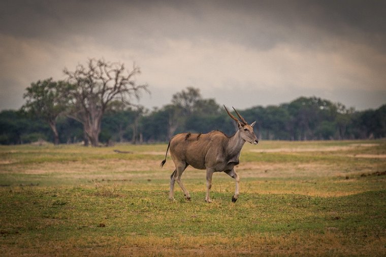 096 Zimbabwe, Hwange NP, elandantilope.jpg